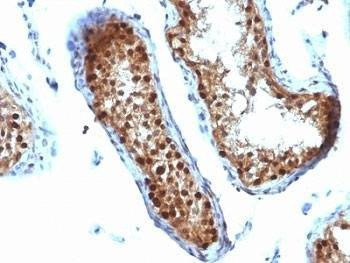 Anti-SUMO-2 Antibody, Sodium Azide Free