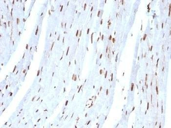 Anti-SUMO-2 Antibody, Sodium Azide Free