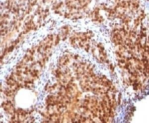 Anti-SUMO-2 Antibody, Sodium Azide Free