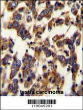Anti-BSCL2 (N-term) Antibody