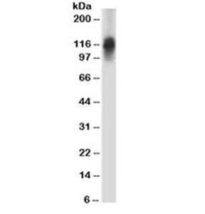 Anti-CD43 Antibody, Sodium Azide Free