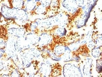 Anti-Transglutaminase 2 Antibody, Sodium Azide Free