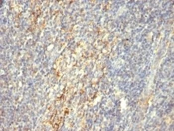 Anti-TGM2 Antibody, Sodium Azide Free