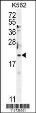Anti-BTG2 (N-term) Antibody