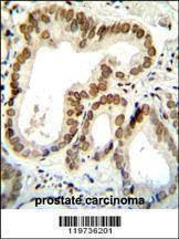 Anti-BTG2 (N-term) Antibody