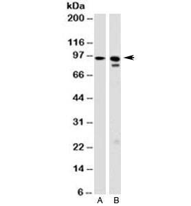 Anti-GRP94 Antibody, Sodium Azide Free