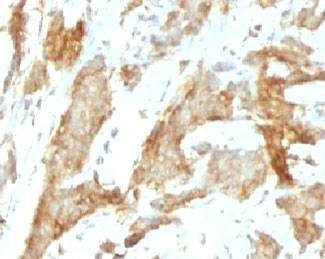 Anti-gp96 Antibody, Sodium Azide Free