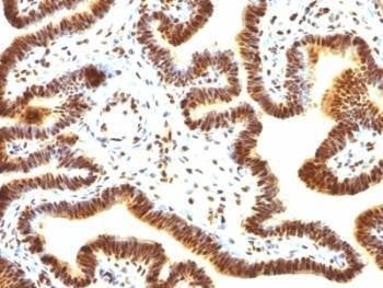 Anti-SUMO-1 Antibody (SENP2)