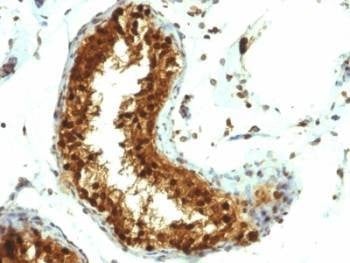 Anti-SUMO-1 Antibody (SENP2), Sodium Azide Free