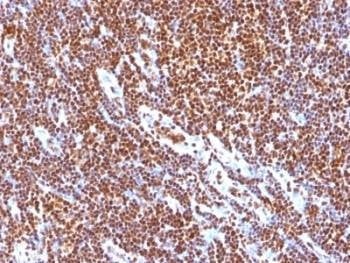 Anti-SUMO-1 Antibody (SENP2), Sodium Azide Free