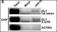 Anti-HA Tag Antibody