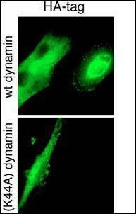 Anti-HA Tag Antibody