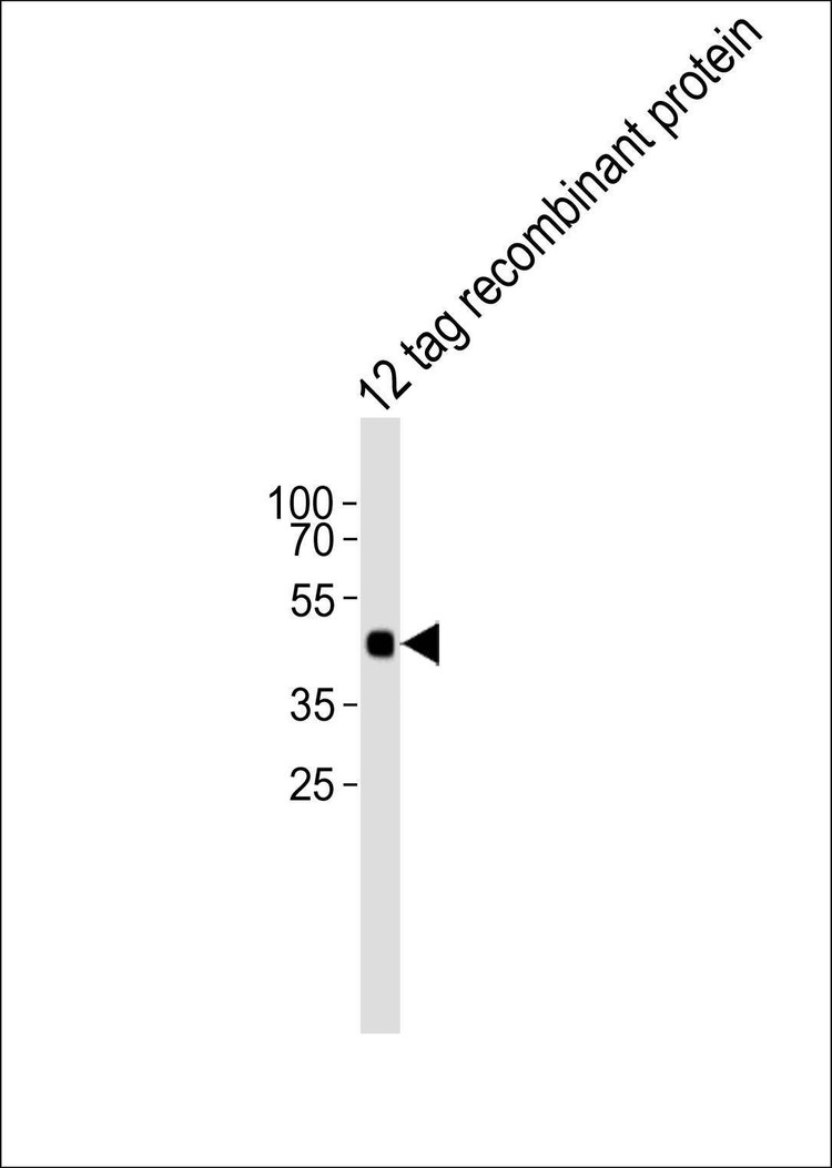 Anti-HA Tag Antibody