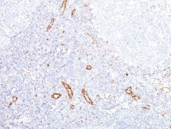 Anti-VEGF Antibody, Sodium Azide Free