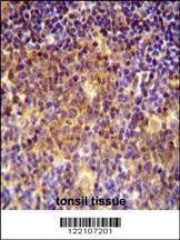Anti-MUTED (Center) Antibody