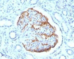Anti-Wilms Tumor 1 Antibody, Sodium Azide Free