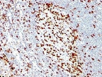 Anti-ZAP70 Antibody, Sodium Azide Free