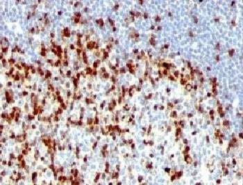 Anti-ZAP70 Antibody Cocktail, Sodium Azide Free