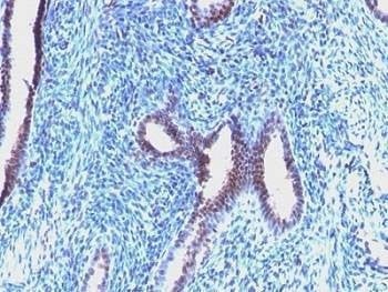 Anti-Cyclin B1 Antibody
