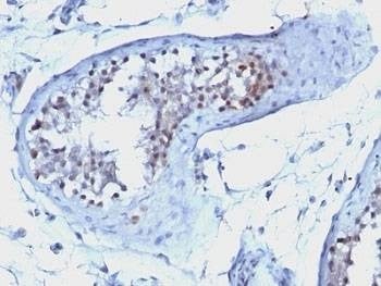 Anti-Cyclin B1 Antibody