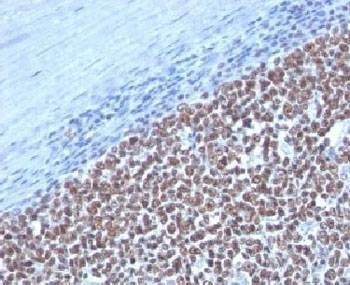 Anti-Cyclin B1 Antibody