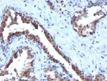 Anti-Cyclin B1 Antibody