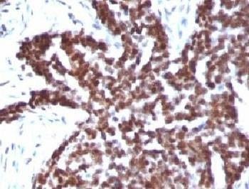 Anti-Cyclin B1 Antibody