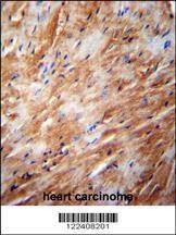 Anti-TFB2M (C-term) Antibody