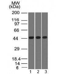 Anti-Napsin A Antibody, Sodium Azide Free