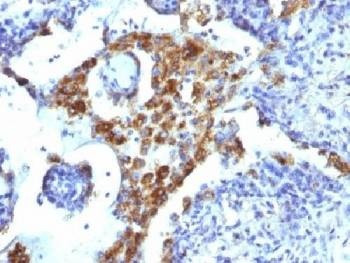 Anti-Napsin A Antibody, Sodium Azide Free