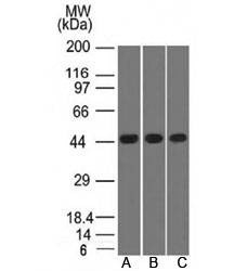 Anti-Napsin A Antibody Cocktail, Sodium Azide Free
