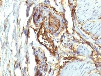 Anti-CD34 Antibody Cocktail, Sodium Azide Free