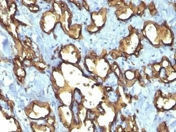 Anti-CD34 Antibody Cocktail, Sodium Azide Free