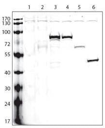 Anti-V5 Tag Antibody