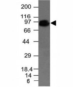 Anti-Primates CD44 Antibody