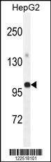Anti-GPAM (Center) Antibody