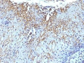 Anti-CD59 Antibody, Sodium Azide Free