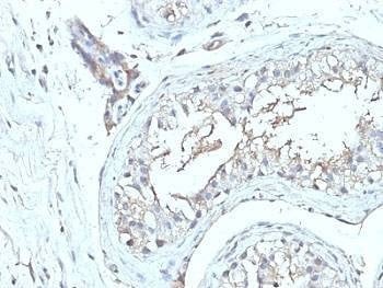 Anti-CD63 Antibody Cocktail, Sodium Azide Free
