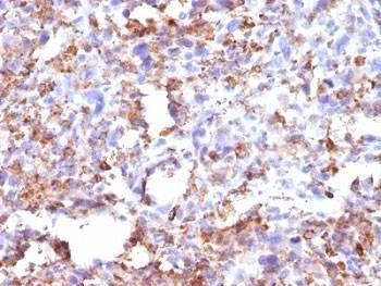 Anti-CD68 Antibody, Sodium Azide Free
