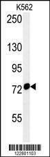 Anti-HSPA9 (Center) Antibody