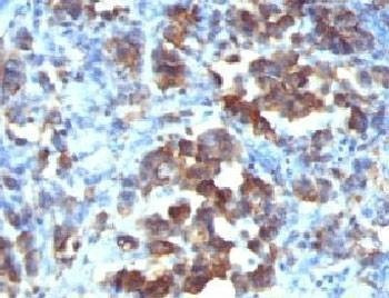 Anti-Cdc20 Antibody