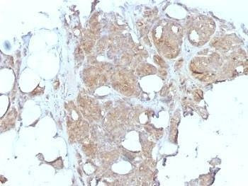 Anti-Major Vault Protein Antibody, Sodium Azide Free