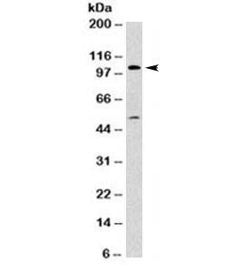 Anti-Major Vault Protein Antibody, Sodium Azide Free