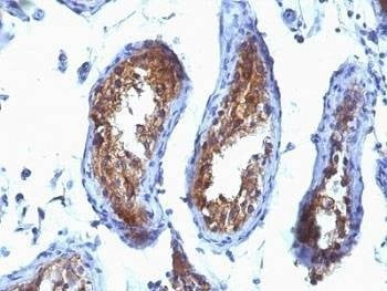 Anti-MVP Antibody, Sodium Azide Free