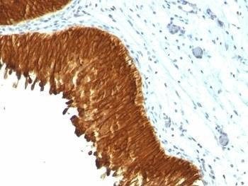 Anti-Multi Cytokeratin Antibody, Sodium Azide Free