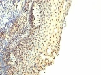 Anti-IPO-38 Antibody (Proliferation Marker), Sodium Azide Free