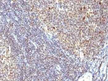 Anti-IPO38 Antibody (Proliferation Marker), Sodium Azide Free