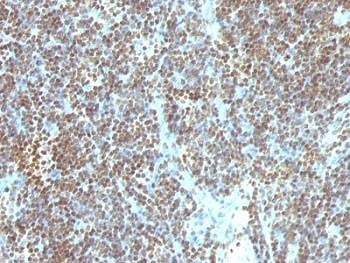 Anti-Double Stranded DNA Antibody, Sodium Azide Free