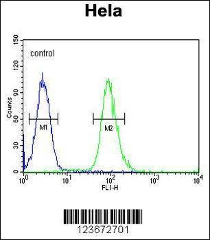 Anti-CLDN7 (C-term) Antibody