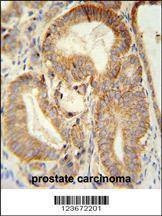 Anti-CLDN7 (C-term) Antibody